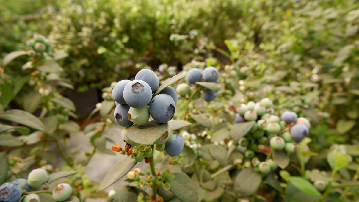 贵族水果逐渐变身国民水果，拼多多“农云行动”力推云南蓝莓破圈-第2张图片-周小辉博客