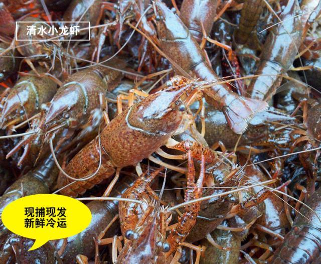京东生鲜整合平台优势资源，助力小龙虾行业转型升级-第2张图片-周小辉博客