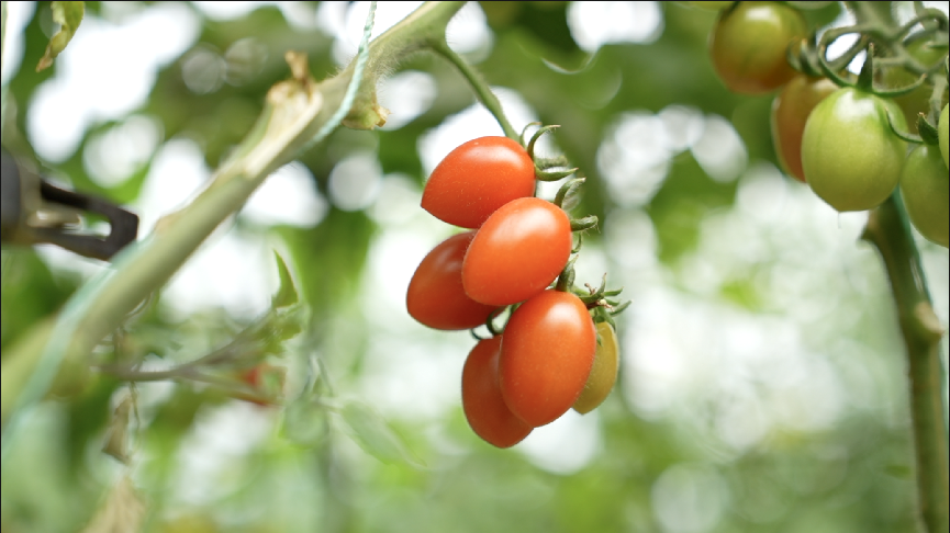 产地新鲜直达消费者，平度小番茄照亮果农致富路-第1张图片-周小辉博客
